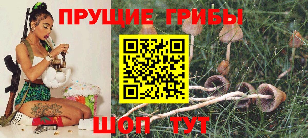 Псилоцибиновые грибы Psilocybine cubensis Югорск